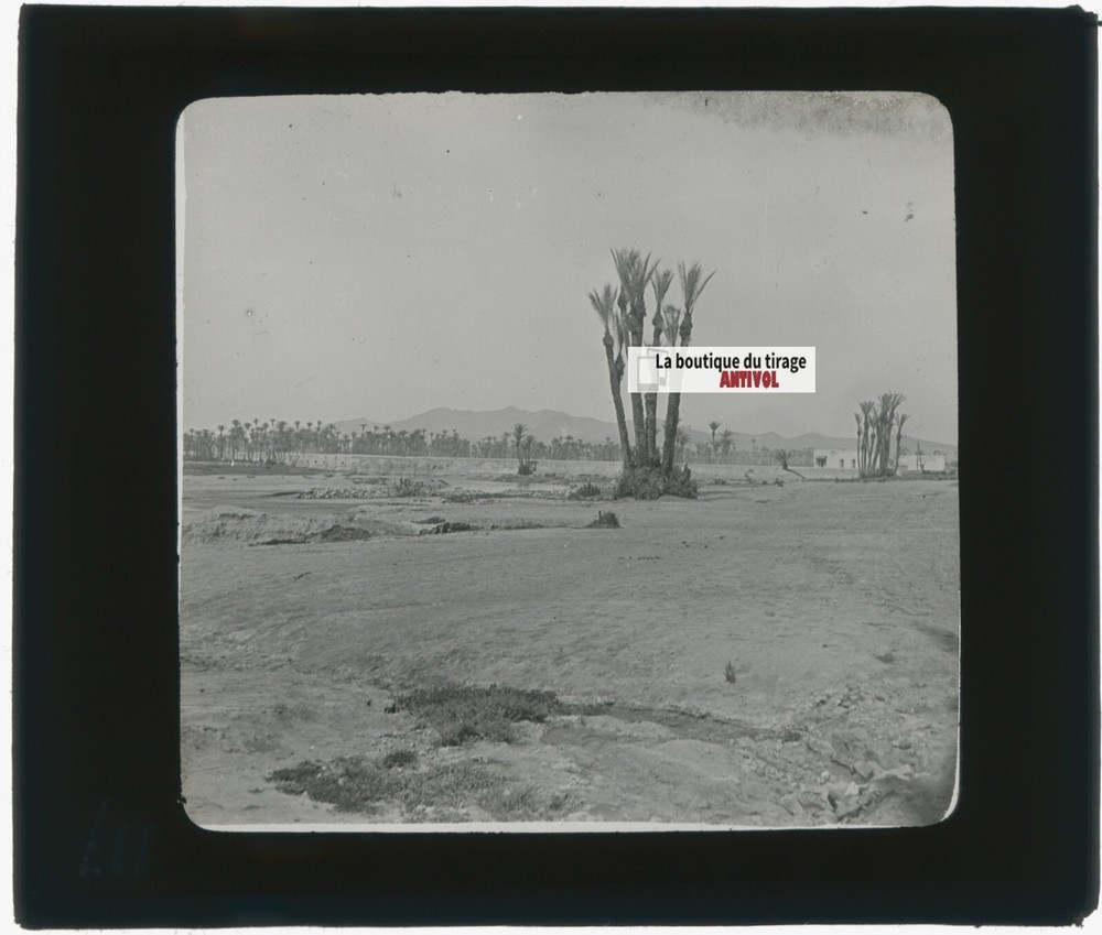 Maghreb, Landscape, Oasis, Vintage Glass Plate Photo, Positive 8.5X10 Cm