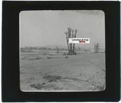 Maghreb, Landscape, Oasis, Vintage Glass Plate Photo, Positive 8.5X10 Cm