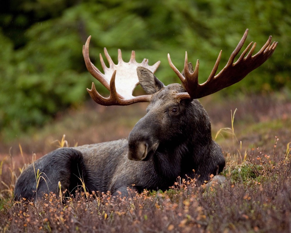 Bull Moose Animal Photograph Print 8″x10″