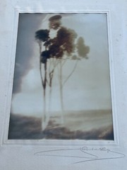 Leopold Hugo, Silver Print Photo «Eucalyptus Trees, Ca.» Pencil Signed. 1916