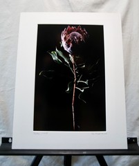 Original Photography Art Print «Protea»