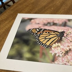 RonRLR-Designs Photographs By Wilbert Shaw Print Flower And Butterfly Beautiful