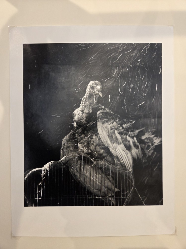 Debbie Fleming Caffery Tomas Coytee 1995 11 by 14 Signed Print 1996 Turkey