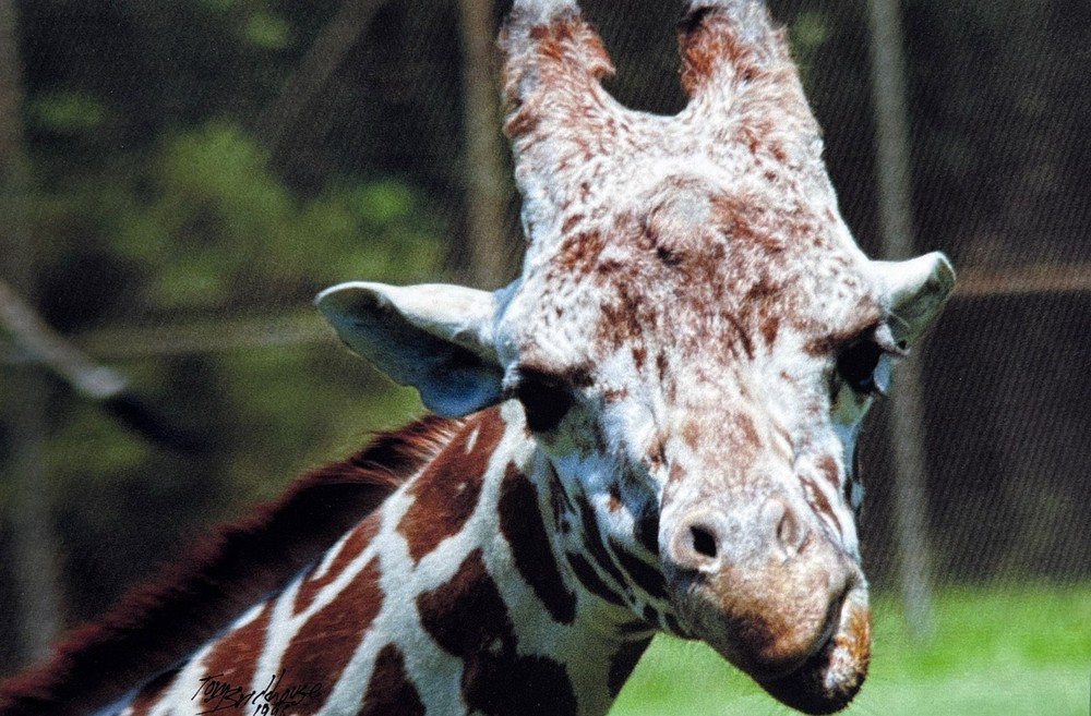 Giraffe Close Up Photo – Matted 8×10 African Wildlife Animal Wall Art
