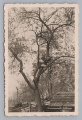 Boy Climbing in Tree 1943 – Vintage Photo 1940s