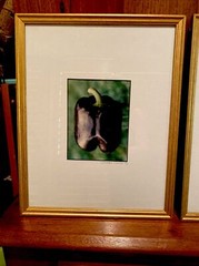 Set of 4 Original Photographs FOR KITCHEN signed and matted Eggplant Radish etc