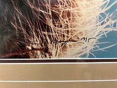 Breakfast in the Willows Porcupine Thomas Mangelsen Original Photo Grand Teton