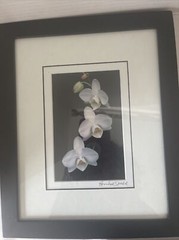 Floral Art Prints 35mm Photographs Framed Art Signed Randall Shedd Set Of 3