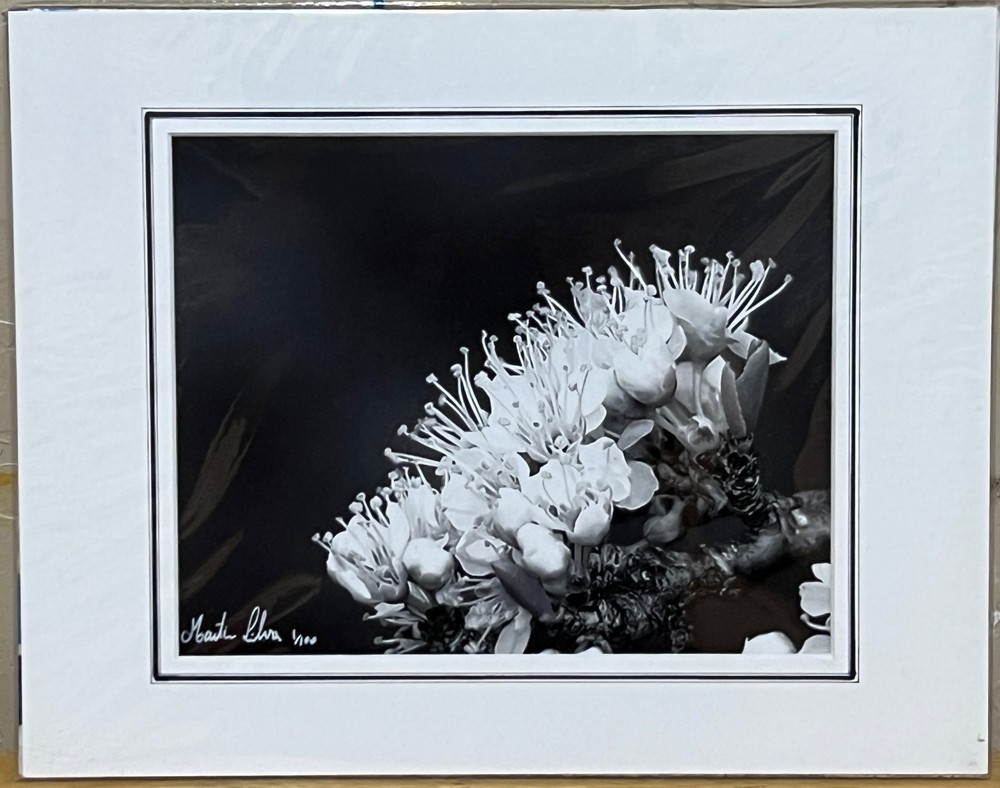 Flowers close up black & white photograph signed matted 11 x 14 inch