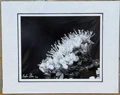 Flowers close up black & white photograph signed matted 11 x 14 inch