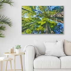 Redwoods Forest, Abstract Tree Nature Art, Fine Art Photo – Metal, Canvas, Paper