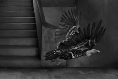 Fine Art BW Photograph Signed Ltd Edition Ballerina & Vulture SURREALISM COA NEW