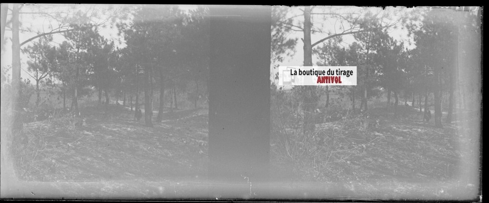 Campaign, Nature, Stereoscopic Glass Plate, Black & White Negative 4.5×10.7 Cm