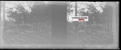 Campaign, Nature, Stereoscopic Glass Plate, Black & White Negative 4.5×10.7 Cm