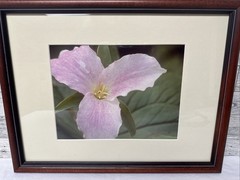 Professional Framed Photograph Of Pink Lily Flower 17.5” X 13.5”