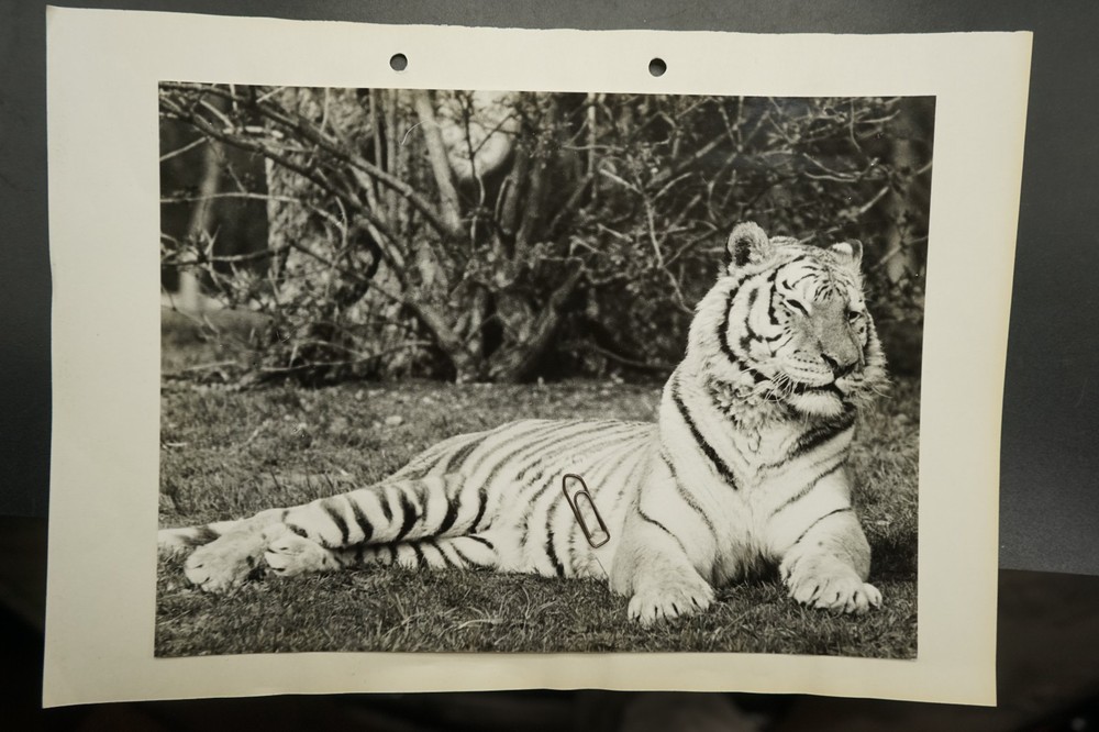 Photo portrait Tierpark Munich Hellabrunn zoo big cat tiger picture large format