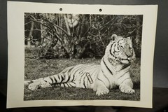 Photo portrait Tierpark Munich Hellabrunn zoo big cat tiger picture large format