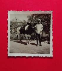 Altes Foto antik Junge Pimpf Boy Kuh cow Tier Bauer Farm Stiefel nice old Photo