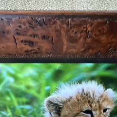 Thomas Mangelsen Cheetah Cub Signed Baby 25×19” Limited Edition Photograph Frame