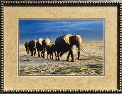 Thomas D. Mangelsen’s “The Long Journey” Limited Edition Signed Photo #293/1200