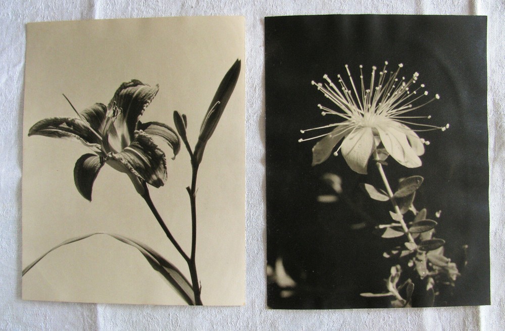 RICHARD PAMPEL – STEYR – STADTPLATZ 35 . ZWEI FOTOGRAFIEN – ORCHIDEEN um 1920