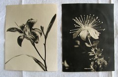 RICHARD PAMPEL – STEYR – STADTPLATZ 35 . ZWEI FOTOGRAFIEN – ORCHIDEEN um 1920