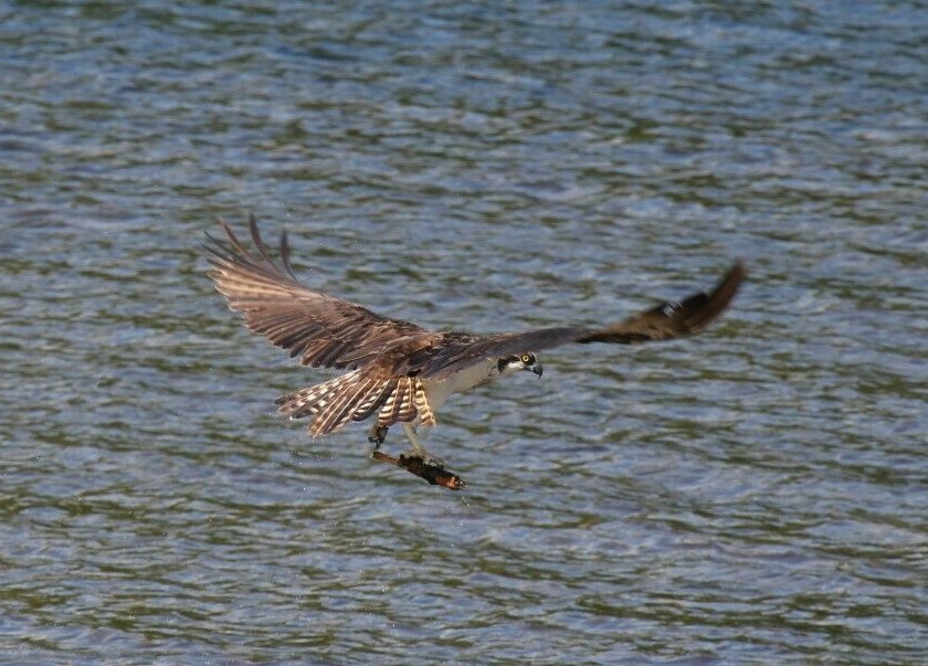 Osprey Flying 8×10 Photo By Chris Mathein 9368