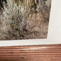 Signed Art Photography – Moose with Calf Wildlife Print – Duoznew