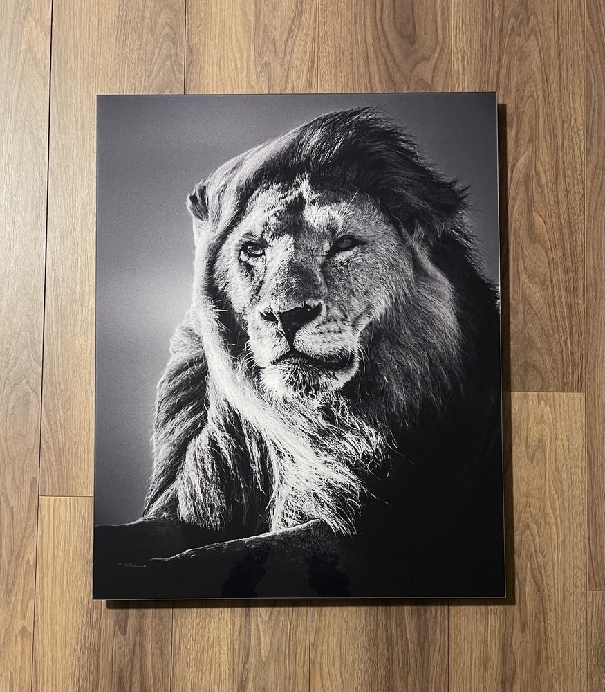Baheux Laurent 2007 ‘Lion In The Wind V’ Limited Edition #33/500 • Framed