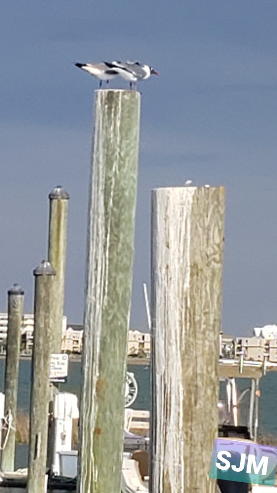 MarshWalk docks 5×7