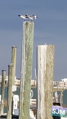 MarshWalk docks 5×7