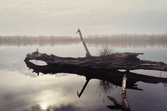 sculpture in the lake