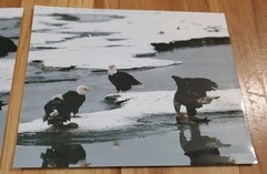 American Bald Eagle Print Pictures Lot of 4 Convocation of Eagles Preserve 8×10
