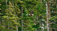 Framed 14×17 (brown) and matted (black/gold) 8×10 photo of bald eagle in flight
