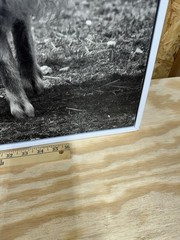 Angora Goat Wall Art Framed Canvas From The Goats Of Roan By Jeffrey Stoner