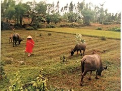 Vietnam California Artist Photgrapher «Don» Photo 16 X 20 1993 rare