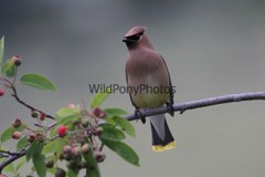 Cedar Waxwing Photo, Pick One Image – Various Sizes