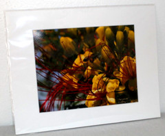 Bee and Bird of Paradise Photo 8″ x 10″ in 11″ x 14″ Matte Signed by Kim Barry