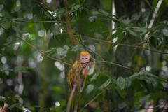 Digital Image Picture Photo Pic Wallpaper Background Cute Baby Monkey on Branch