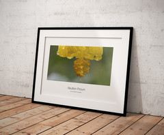 multiple original artwork photography from Argentina and Brazil