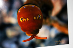 Two-tailed Caterpillar Photo 8″ x 10″ in 11″ x 14″ Matte Signed by Kim Barry