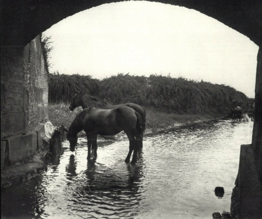 1914 1972 Andre Kertesz Rakos Patak Hungary Horses Drink Art Photo Photogravure