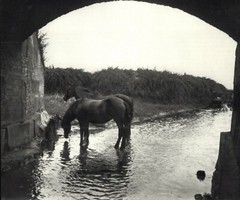 1914 1972 Andre Kertesz Rakos Patak Hungary Horses Drink Art Photo Photogravure