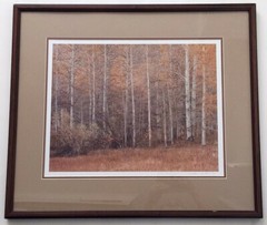 Clinton Smith Signed 15×19 Color Photograph Trees 1981 Framed Monterey Peninsula