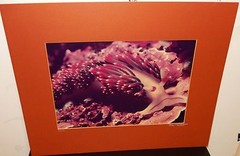BOB TALBOT HAND SIGNED 1977 COLOR SEASCAPE REEF PHOTOGRAPH