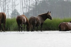 Chincoteague Pony Photo – Stallion Surfer Dude – Pick One Image -Various Sizes