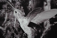 hummingbird in flight canvas 16×12 wildlife photo E. Barton Photography EPS21841