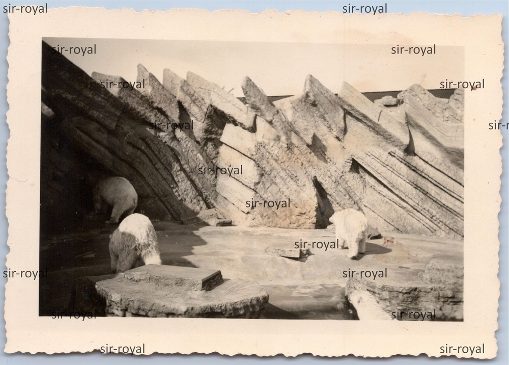 Bremerhaven 1939 – Polar Bears at the Zoo Zoo – 1930s – Photo 10x7cm