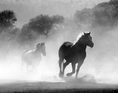Brown and White Stallions Running in a Field Photograph 11×14 Print 11″x14″