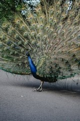 Digital Image Picture Photo Pic Wallpaper Background Peacock Spreading Its Wing